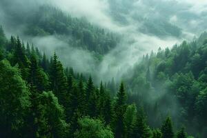 Misty Evergreen Forest Landscape with Dense Fog in a Serene Mountain Setting photo