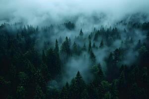 Mystical Foggy Forest Landscape with Pine Trees and Misty Atmosphere photo