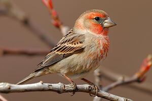 Vibrant Red-Cheeked Finch on a Branch in Springtime Nature Scene photo