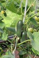Large smooth ripe cucumbers on a bush against the background of unripe tomatoes photo
