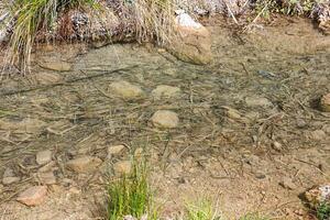 Clear Water Stream With Pebbles and Reeds in a Tranquil Nature Setting During Daylight photo