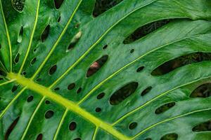 A Close-Up View of a Large Green Monstera Leaf Showcasing Its Unique Holes and Textures in Nature photo