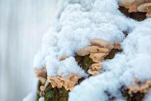Wood mushroom on a tree trunk in a winter forest. place for text photo
