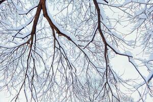 winter trees on snow. winter dry branches of trees in the snow. the bottom view. place for text photo