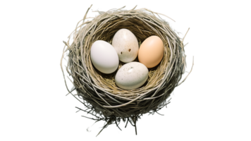 An eco-friendly handmade nest with fragile eggs nestled in twigs reflects organic beauty, balance, and the tender charm of spring, offering a serene connection to forest fauna and rural life png