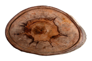 Detail of tree trunk wood texture with transparent background png