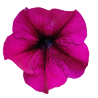 fuchsia-colored pitunia flower isolated from the background png
