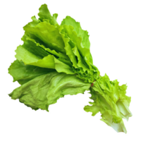 green lettuce leaves in a bunch isolated from the background png