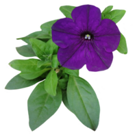purple pitunia flower with foliage isolated from the background png