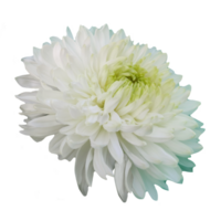 white chrysanthemum flower isolated from the background png