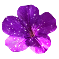 purple petunia flower close-up isolated from the background png