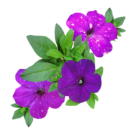 a group of purple pitunia flowers isolated from the background png