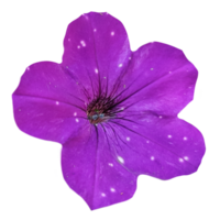 pitunia flower close-up isolated from the background png