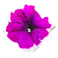 A pink petunia flower isolated from the background png