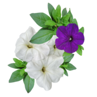 bouquet of flowers of multicolored petunias isolate png