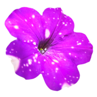 purple pitunia flower isolated from the background png