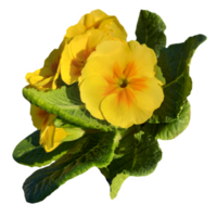 a group of yellow primrose flowers isolated from the background png