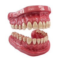 A Model Of a Human Tooth With a Missing Tooth Transparent Background. png