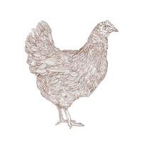 Hen or chicken hand drawn with contour lines on white background. Elegant monochrome drawing of domestic farm poultry bird. illustration in vintage woodcut, engraving or etching style vector