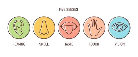 Bundle of 5 senses - hearing, smell, taste, touch, vision. Set of human sensory organs drawn with outlines inside colorful circles. Bright colored illustration in modern line art style vector