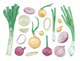 Bundle of different whole and cut onions isolated on white background. Set of colorful drawings of raw vegetables of various types. Elegant realistic illustration in vintage engraving style vector