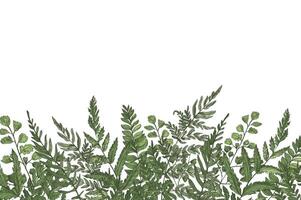 Horizontal background with beautiful ferns, wild herbs or green herbaceous plants growing at bottom edge on white background. Herbal backdrop or border. Beautiful realistic illustration vector