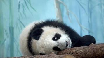 A panda bear is perched atop a tree branch, calmly observing its surroundings in its natural habitat video