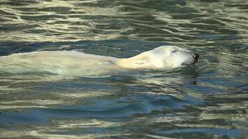 A polar bear is seen swimming in the cold waters, displaying its natural aquatic abilities and hunting instincts video