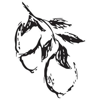 sketch style pear half icon drawn in line art style, for different designs, patterns or textiles vector