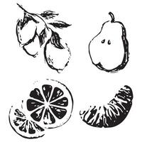 big set of various fruits drawn in sketch style namely lemon, orange, tangerine and pear drawn with black lines vector
