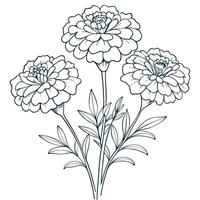 Marigold flower line art drawing vector