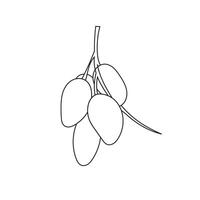 Illustration mango line sketch unique design with blank background vector