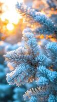 Stunning close-up of frosty evergreen branches illuminated by warm sunrise. Golden sunlight contrasts beautifully with the icy texture of the needles, ideal for seasonal themes, holiday photo