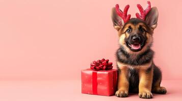 Cute German Shepherd puppy wearing red reindeer antlers sits next to red Christmas gift box with bow. Banner with copy space soft pink background for holiday designs, greeting cards photo