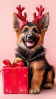 Happy German Shepherd puppy wearing red reindeer antlers poses next to red gift box wrapped with ribbon. Pink background adds festive, heartwarming vibe, perfect for Christmas and photo