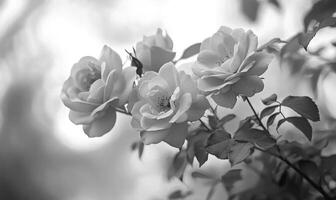 A black and white photo of a flower with three petals