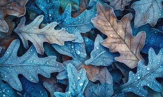 A close up of a leaf with water droplets on it photo