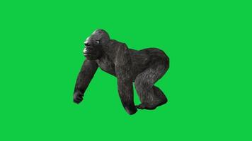 Gorilla walking side view loop animation isolated on green screen background video