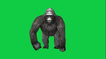 Gorilla walking front view loop animation isolated on green screen background video