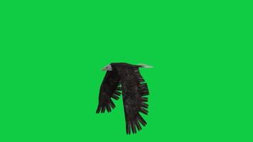 Bald eagle bird flying loop animation isolated on green screen background video