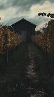 Path winds between vine rows toward storage building , wallpaper photo