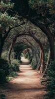 Tree branches create natural archways in the forest , wallpaper art photo