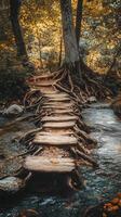 Tree roots forming bridges over streams , wallpaper photo