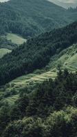 Fields patterning hillsides towards forest boundary , photorealistic photo