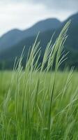 Grass stems waving in the breeze below mountain peaks , photorealistic photo