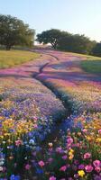 Fields of wildflowers stretch toward tree lines at the horizon point, wallpaper photo