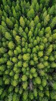Pine trees extend toward the horizon creating canopy patterns overhead, wallpaper photo