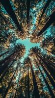 Forest canopy opens to the sky through gaps between branches, photorealistic photo