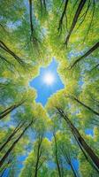 Forest canopy opens to the sky through gaps between branches, photorealistic wallpaper photo