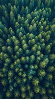 Pine trees extend toward the horizon creating canopy patterns overhead, photorealistic wallpaper photo